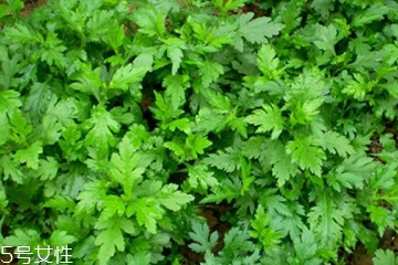 菊花腦怎么挑選？菊花腦選購(gòu)技法