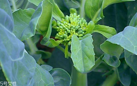 芥蘭能炒牛肉嗎？芥蘭炒牛肉的做法