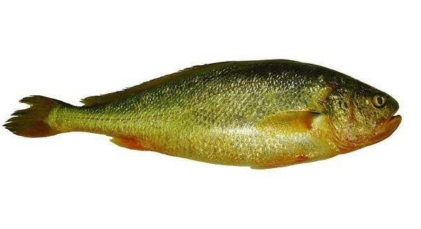 黃花魚(yú)清蒸好吃嗎？黃花魚(yú)清蒸的味道