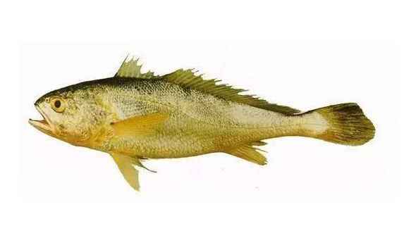 黃花魚(yú)清蒸好吃嗎？黃花魚(yú)清蒸的味道