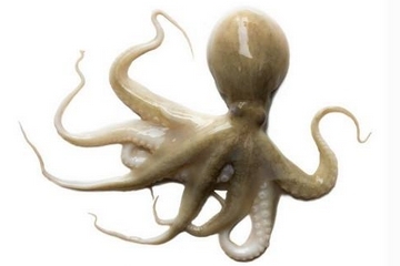 章魚是什么顏色？章魚是什么樣子？