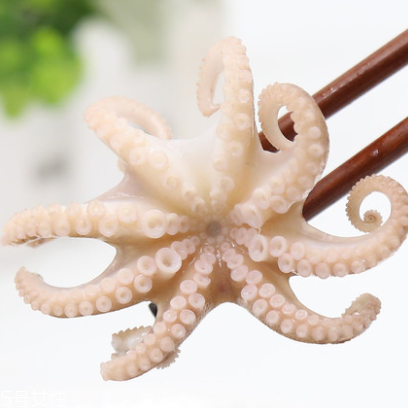 章魚是什么顏色？章魚是什么樣子？