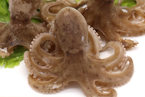 章魚會(huì)噴墨汁嗎？章魚的墨汁能吃嗎？