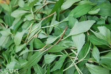 馬蘭頭對人的好處？馬蘭頭有什么好處？