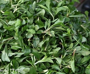 馬蘭頭是板藍(lán)根嗎？