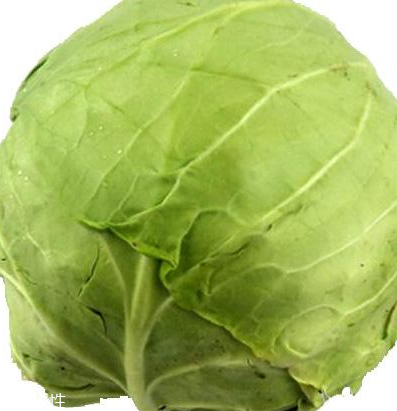 牛心菜怎么種植？牛心菜能種嗎？