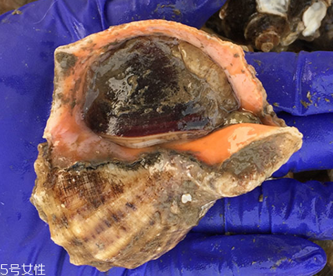 海螺開水還是冷水下鍋？海螺冷水還是熱水煮？
