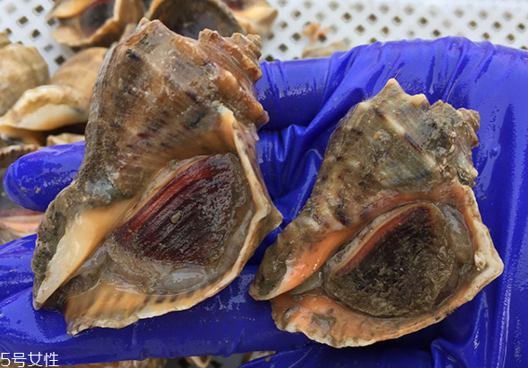 海螺開水還是冷水下鍋？海螺冷水還是熱水煮？