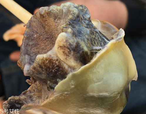 海螺可以隔夜吃嗎？海螺煮熟隔夜能吃嗎？