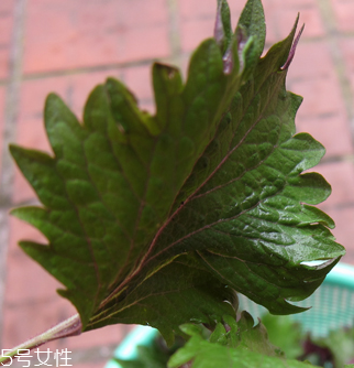 紫蘇葉能做成干紫蘇葉嗎？紫蘇葉怎么做成干紫蘇葉呢？