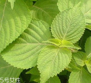紫蘇葉是熱性的嗎？紫蘇葉是寒性的嗎？