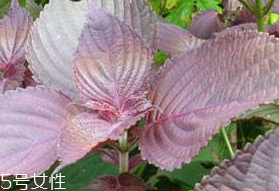 紫蘇葉的形態(tài)特征 紫蘇葉的外形是什么樣？