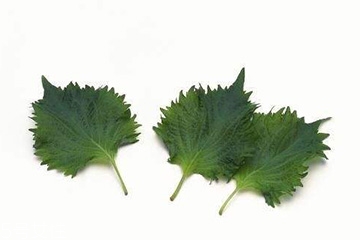 紫蘇葉和艾葉的區(qū)別 紫蘇葉和艾葉有什么區(qū)別？