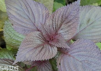 紫蘇葉和艾葉的區(qū)別 紫蘇葉和艾葉有什么區(qū)別？