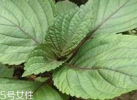 紫蘇葉能吃嗎？紫蘇葉好吃嗎？