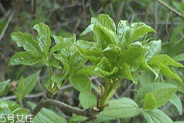 刺五加能做菜嗎？刺五加怎么做菜？