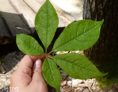 刺五加能做菜嗎？刺五加怎么做菜？