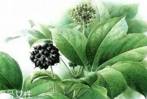 刺五加能做菜嗎？刺五加怎么做菜？