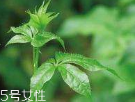 刺五加和枸杞泡水好嗎？刺五加能和枸杞泡水嗎？