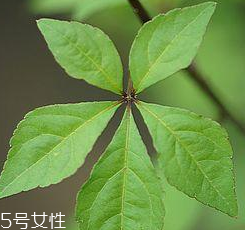 刺五加能給孕婦吃嗎？孕婦能吃刺五加嗎？