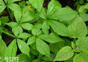 刺五加和谷維生素能一起吃嗎？