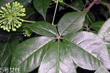刺五加經(jīng)常喝會怎樣？刺五加能天天喝嗎？