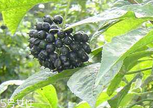 刺五加經(jīng)常喝會怎樣？刺五加能天天喝嗎？