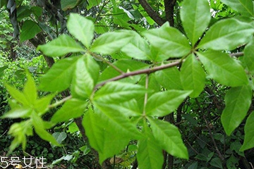 刺五加對(duì)肝病有好處嗎？