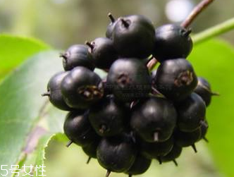 刺五加是發(fā)物嗎？刺五加不是發(fā)物