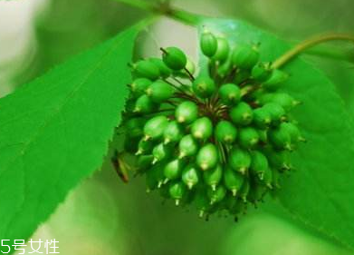 刺五加能不能做餃子餡？刺五加怎么做餃子餡？