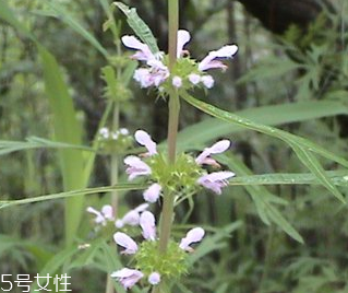 益母草能長期服用嗎 長期服用會(huì)有副作用