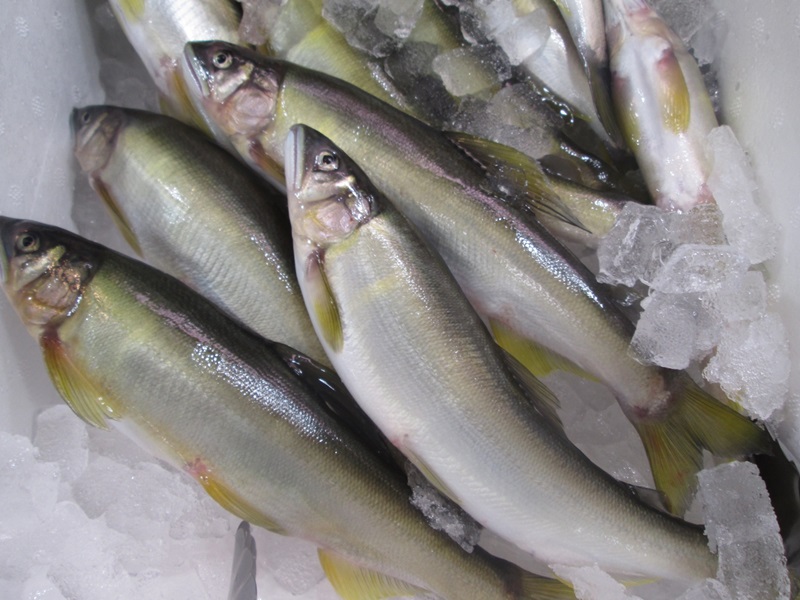 新鮮香魚(yú)怎么挑選與保存