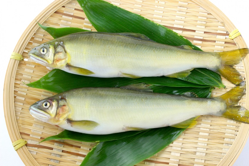 新鮮香魚(yú)怎么挑選與保存