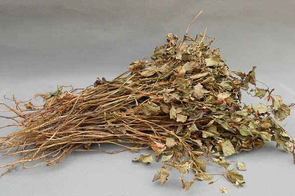 折耳根可以泡腳嗎？新鮮還是干的折耳根用量需適宜