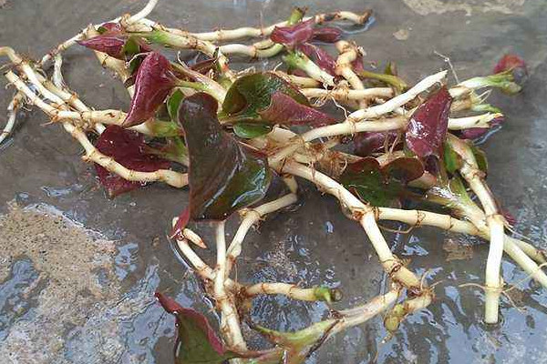 野生折耳根哪里能挖到？一次食用需控制在這個(gè)量