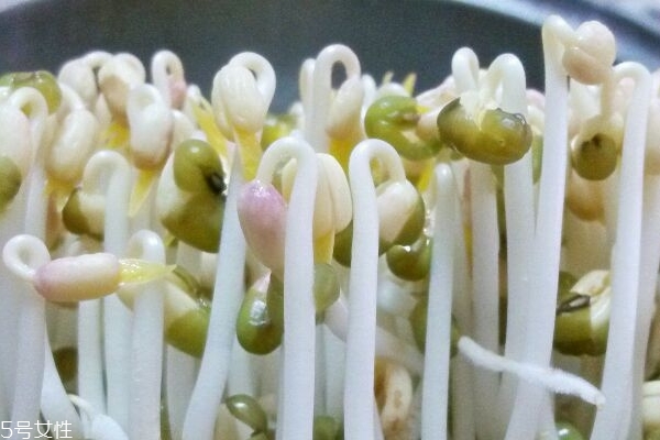 豆芽為什么會變綠 可能是這2個(gè)原因