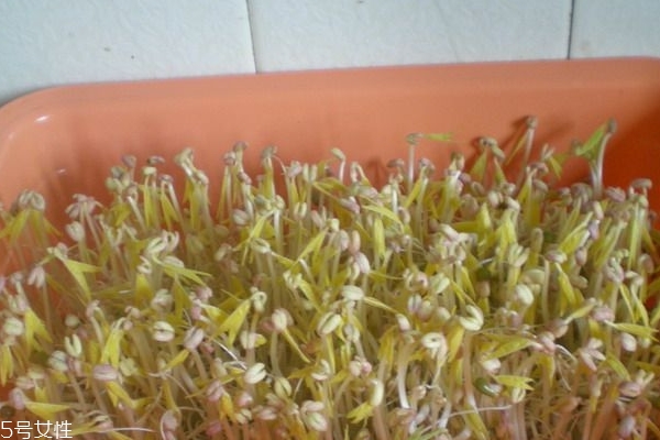 豆芽為什么便宜 因?yàn)楹弥谱?>
<p class=