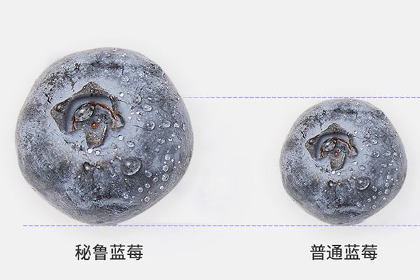 藍(lán)莓越大越好嗎 正常藍(lán)莓5角錢(qián)硬幣大小