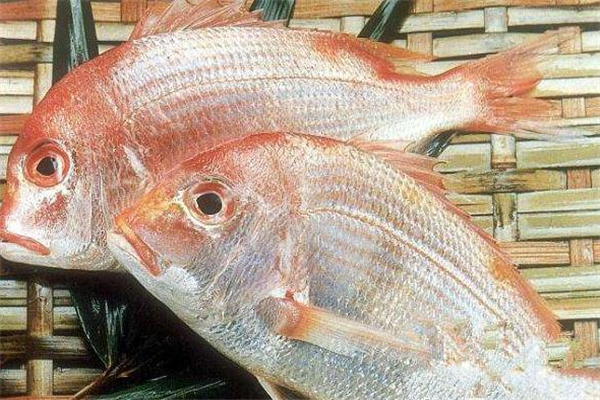 加吉魚(yú)是海魚(yú)嗎 加吉魚(yú)的種類(lèi)
