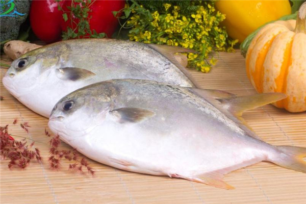 金鯧魚(yú)多少錢一斤 金鯧魚(yú)市場(chǎng)價(jià)格