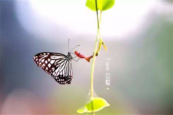 立夏風俗吃什么 立夏怎么吃好