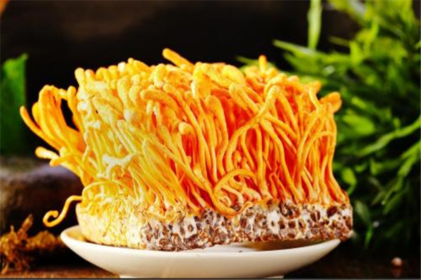 蟲(chóng)草花可以放冰箱嗎 蟲(chóng)草花怎么保存