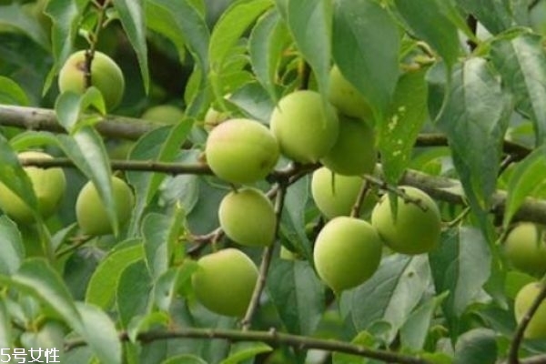 梅子有什么營(yíng)養(yǎng)價(jià)值呢 如何自己做梅子酒呢