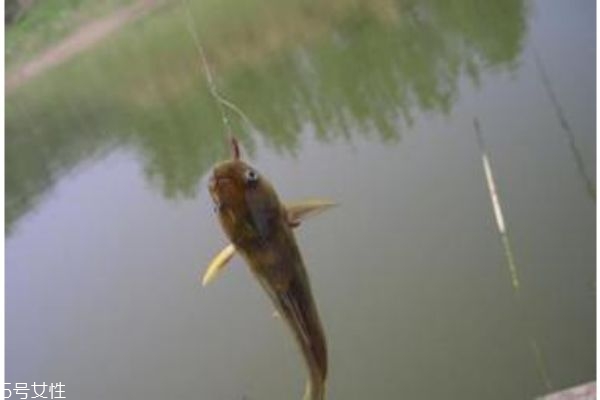一般釣魚(yú)用什么魚(yú)餌呢 魚(yú)餌怎么自己做呢