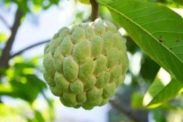 釋迦果有什么營(yíng)養(yǎng)價(jià)值呢 吃釋迦果有什么好處呢