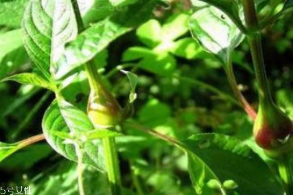 什么是血通菜呢 血通菜有什么營(yíng)養(yǎng)價(jià)值呢