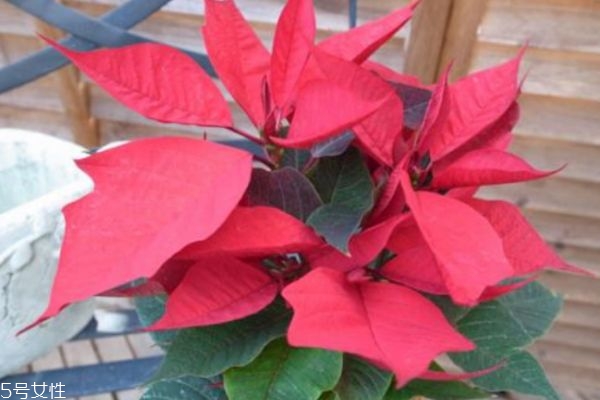 一品紅有什么寓意呢 一品紅是幾月份開(kāi)花呢