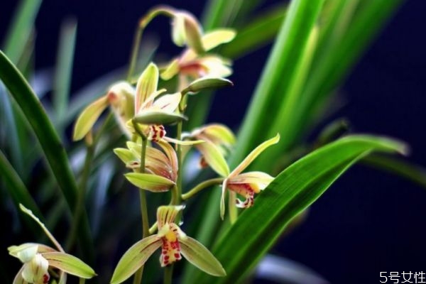 什么是夏蘭呢 夏蘭有什么作用呢 什么是夏蘭呢 夏蘭有什么作用呢