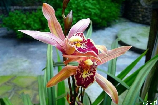 什么是夏蘭呢 夏蘭有什么作用呢 什么是夏蘭呢 夏蘭有什么作用呢