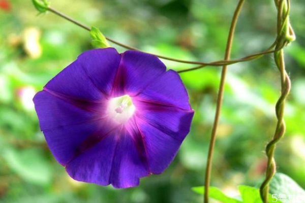 牽?；ǖ幕ㄕZ(yǔ)是什么呢 牽?；ǖ姆N植要注意什么呢